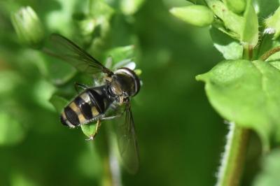 <i>Meliscaeva auricollis</i>