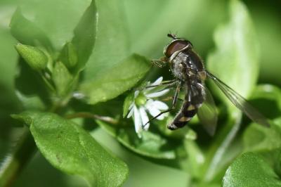 <i>Meliscaeva auricollis</i>