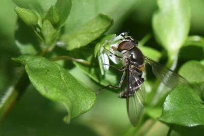 Meliscaeva auricollis