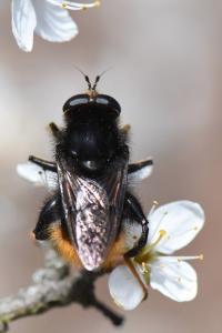 <i>Criorhina ranunculi</i>
