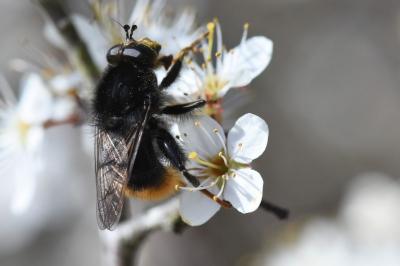 <i>Criorhina ranunculi</i>