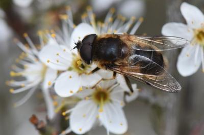 <i>Eristalis pertinax</i>