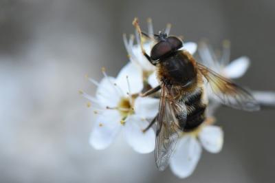 <i>Eristalis pertinax</i>