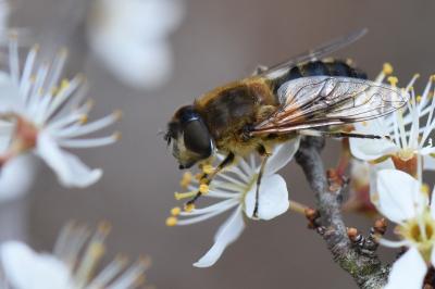 <i>Eristalis pertinax</i>