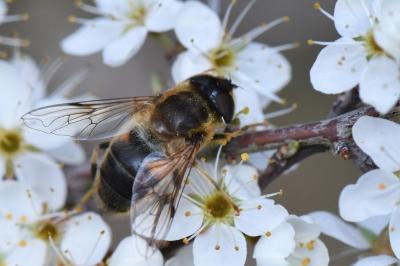 <i>Eristalis pertinax</i>