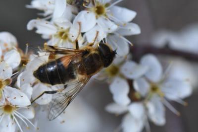 <i>Eristalis pertinax</i>