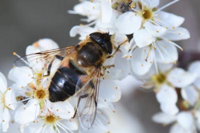 <i>Eristalis pertinax</i>
