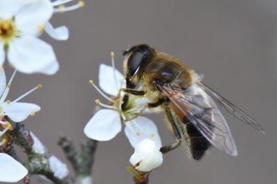 <i>Eristalis pertinax</i>