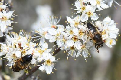 <i>Eristalis pertinax</i>