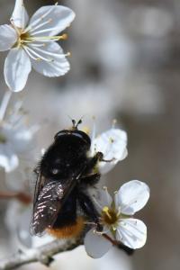 <i>Criorhina ranunculi</i>