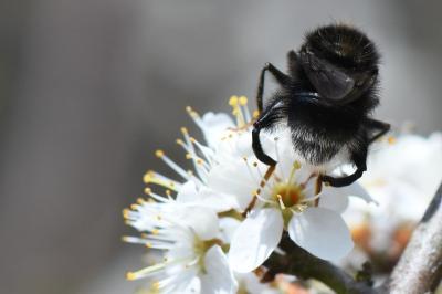 <i>Criorhina ranunculi</i>