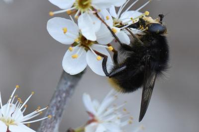 <i>Criorhina ranunculi</i>