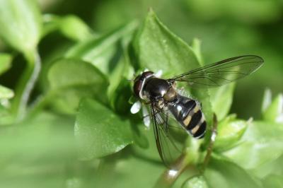 Meliscaeva auricollis