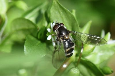 <i>Meliscaeva auricollis</i>