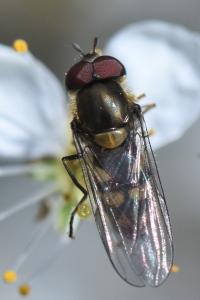 <i>Parasyrphus punctulatus</i>