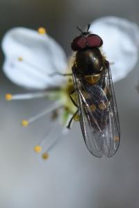 <i>Parasyrphus punctulatus</i>
