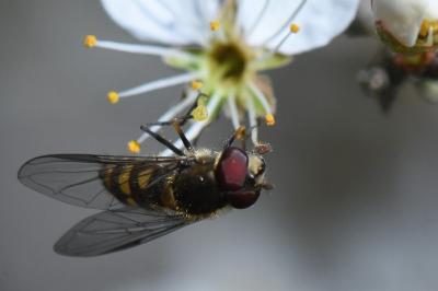 <i>Parasyrphus punctulatus</i>