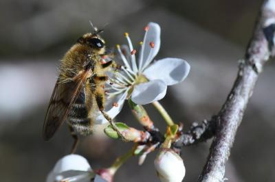 <i>Brachypalpus laphriformis</i>