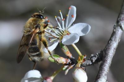 <i>Brachypalpus laphriformis</i>
