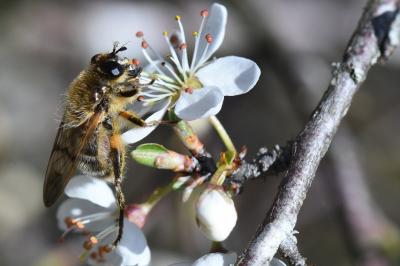<i>Brachypalpus laphriformis</i>
