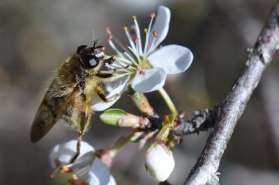 <i>Brachypalpus laphriformis</i>