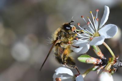 <i>Brachypalpus laphriformis</i>