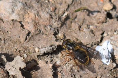 Ferdinandea cuprea