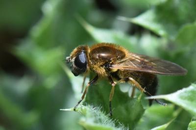 <i>Cheilosia grossa</i>