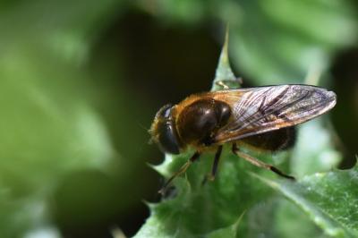 <i>Cheilosia grossa</i>