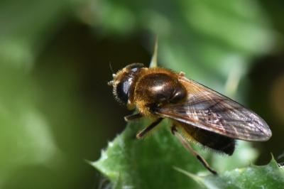 <i>Cheilosia grossa</i>