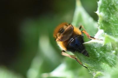 <i>Cheilosia grossa</i>