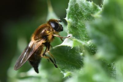 <i>Cheilosia grossa</i>