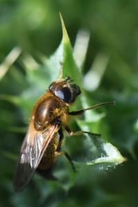 <i>Cheilosia grossa</i>