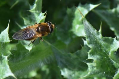 <i>Cheilosia grossa</i>