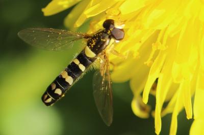<i>Sphaerophoria</i>