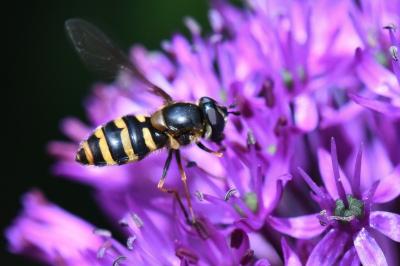 <i>Megasyrphus erraticus</i>