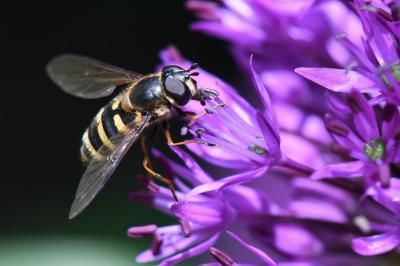 <i>Megasyrphus erraticus</i>