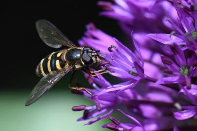 <i>Megasyrphus erraticus</i>