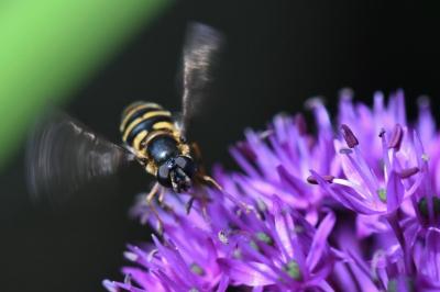 <i>Megasyrphus erraticus</i>