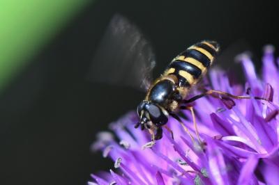 <i>Megasyrphus erraticus</i>