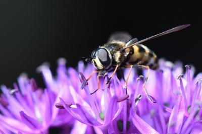 <i>Megasyrphus erraticus</i>
