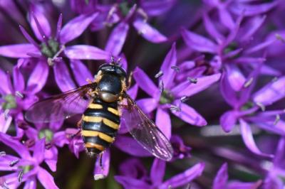 <i>Megasyrphus erraticus</i>