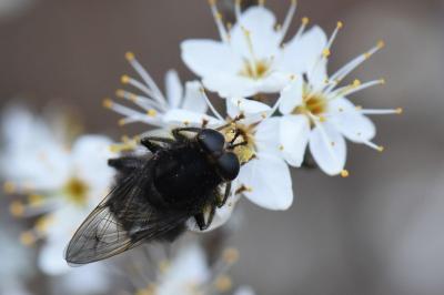 <i>Criorhina ranunculi</i>
