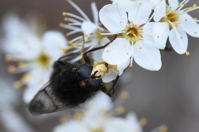 <i>Criorhina ranunculi</i>