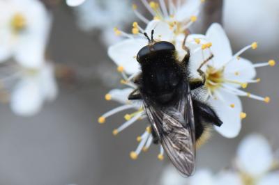 <i>Criorhina ranunculi</i>