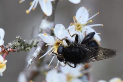 <i>Criorhina ranunculi</i>