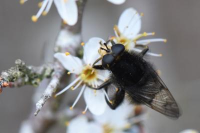 <i>Criorhina ranunculi</i>