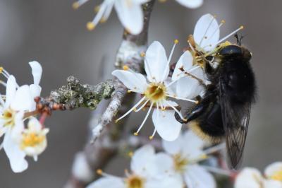 <i>Criorhina ranunculi</i>