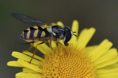 <i>Dasysyrphus albostriatus</i>