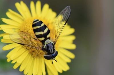 <i>Dasysyrphus albostriatus</i>